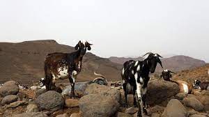 بزها مانع اتش سوزی